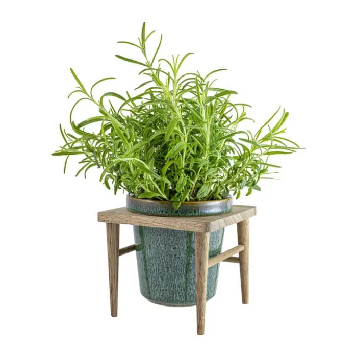 CASA Living Urtepotte Ø 11 cm - Træ/stentøj - Grøn