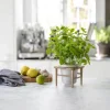 CASA Living Urtepotte Ø 11 cm - Træ/stentøj - Råhvid