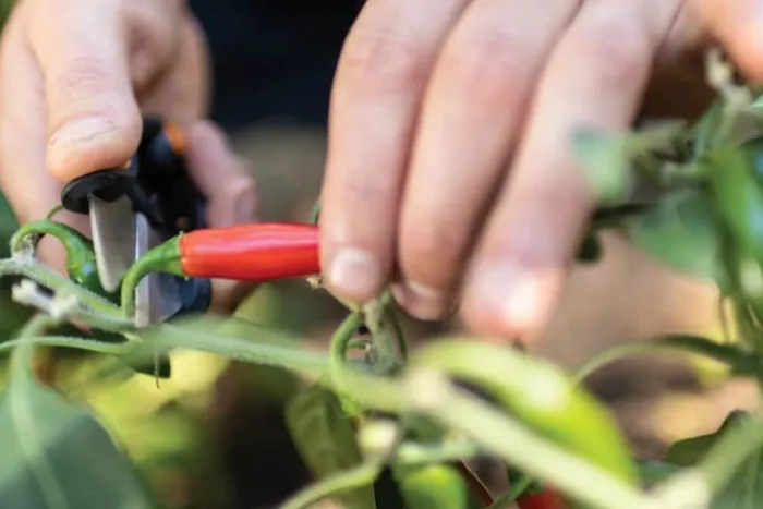Fiskars Garden Snip Urtesaks SP220 Blade i rustfrit stål