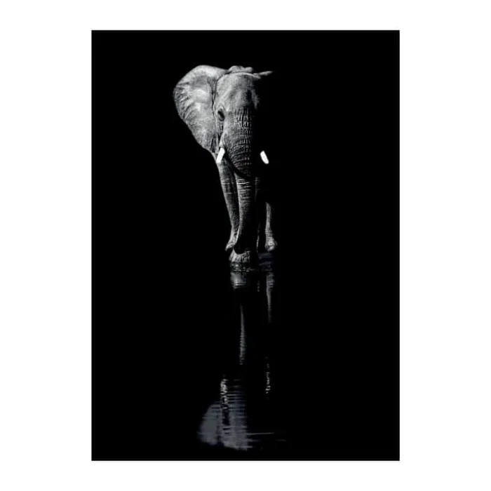 Poster&Frame Plakat - Elephant B 50 x L 70 cm- Papir - Sort